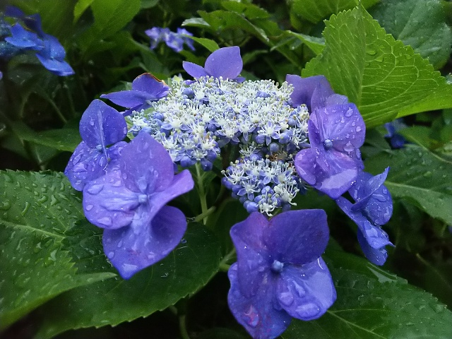三沢川の紫陽花6.JPG