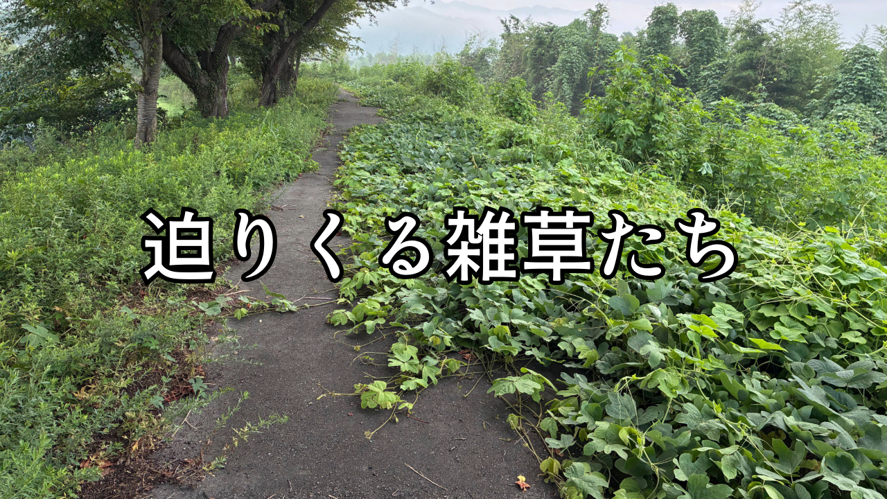 迫る雑草.png