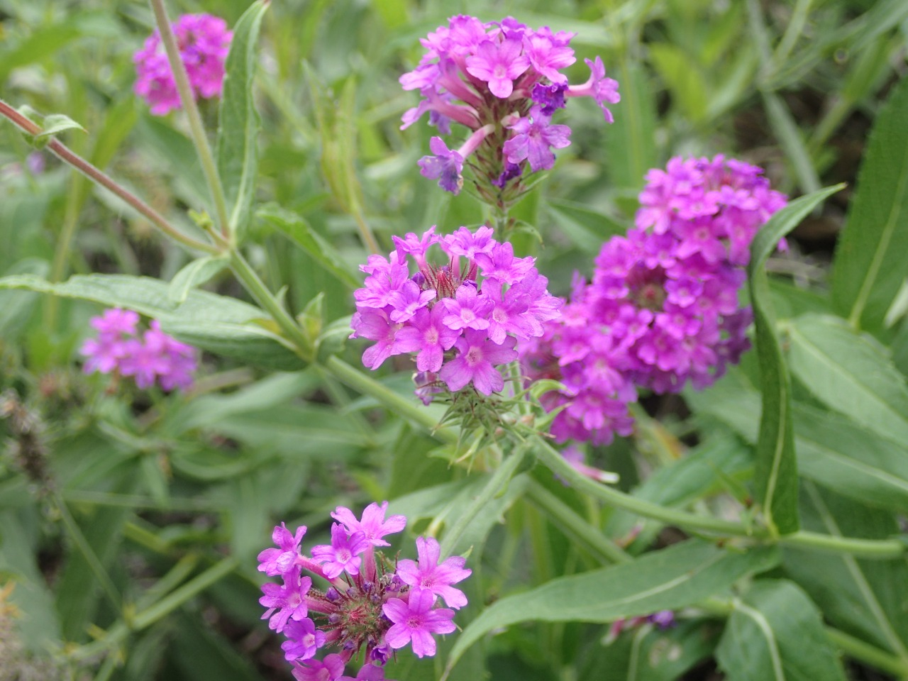 PA050334.JPG