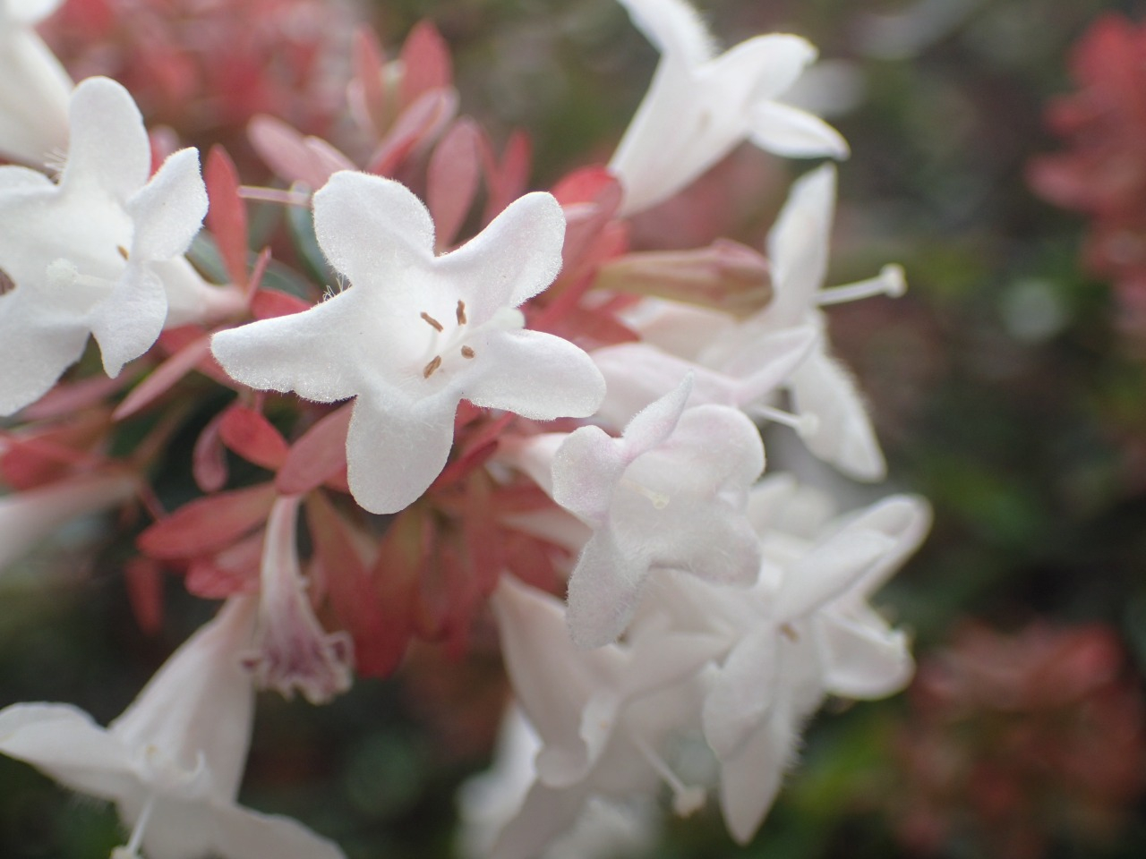 PA290299.JPG