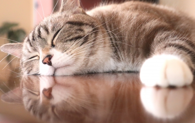 neko3.jpg