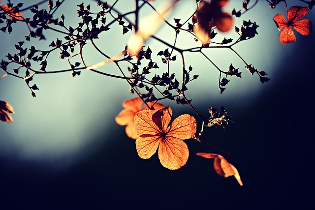 flowers-g79f45f422_640.jpg