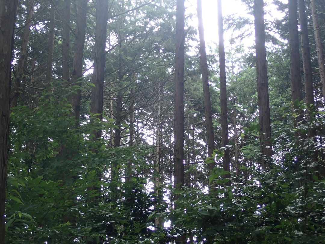 P7220613.JPG