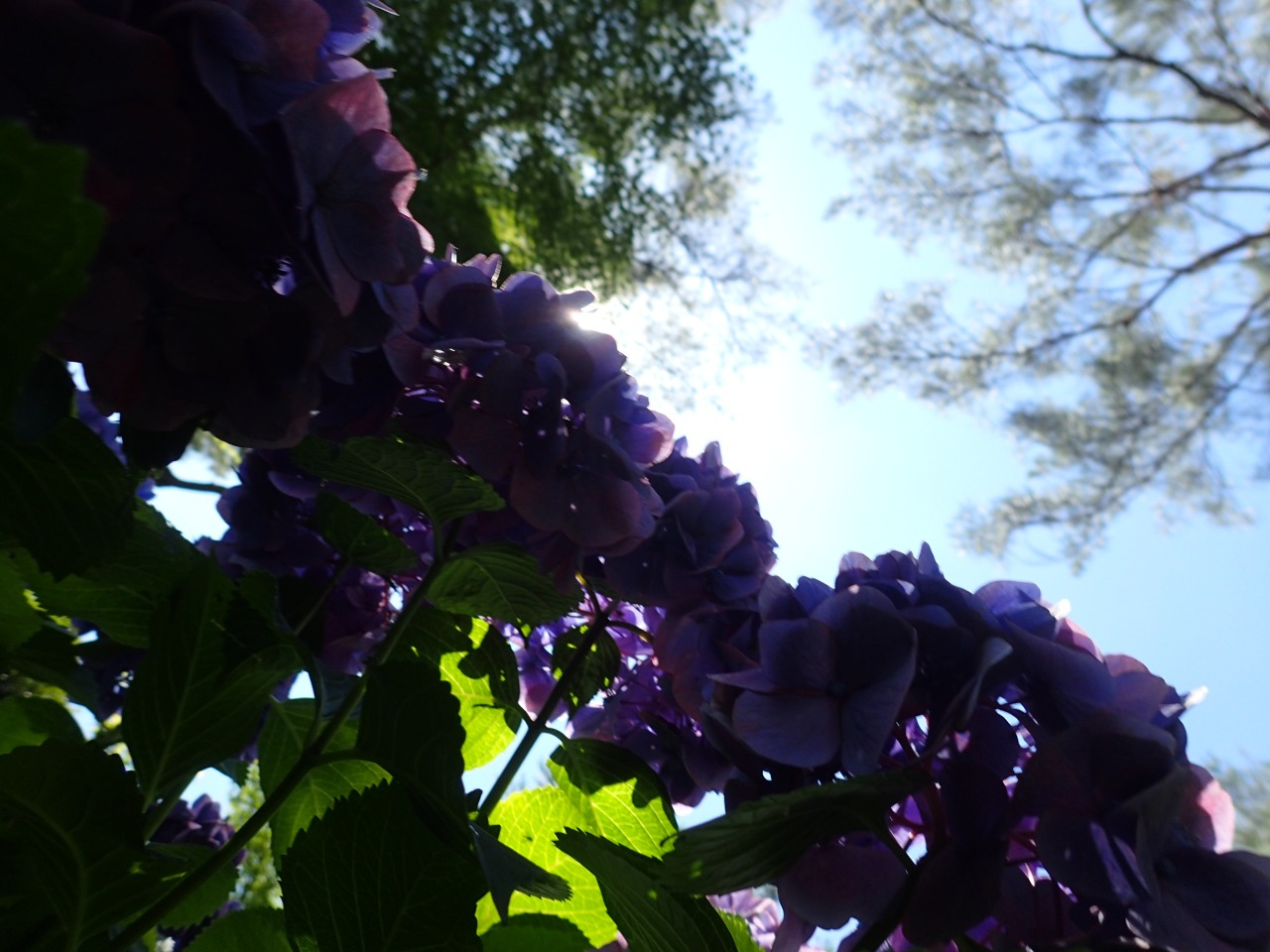 P6160041.JPG