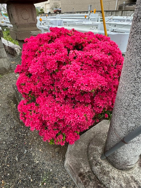 御神花.jpg