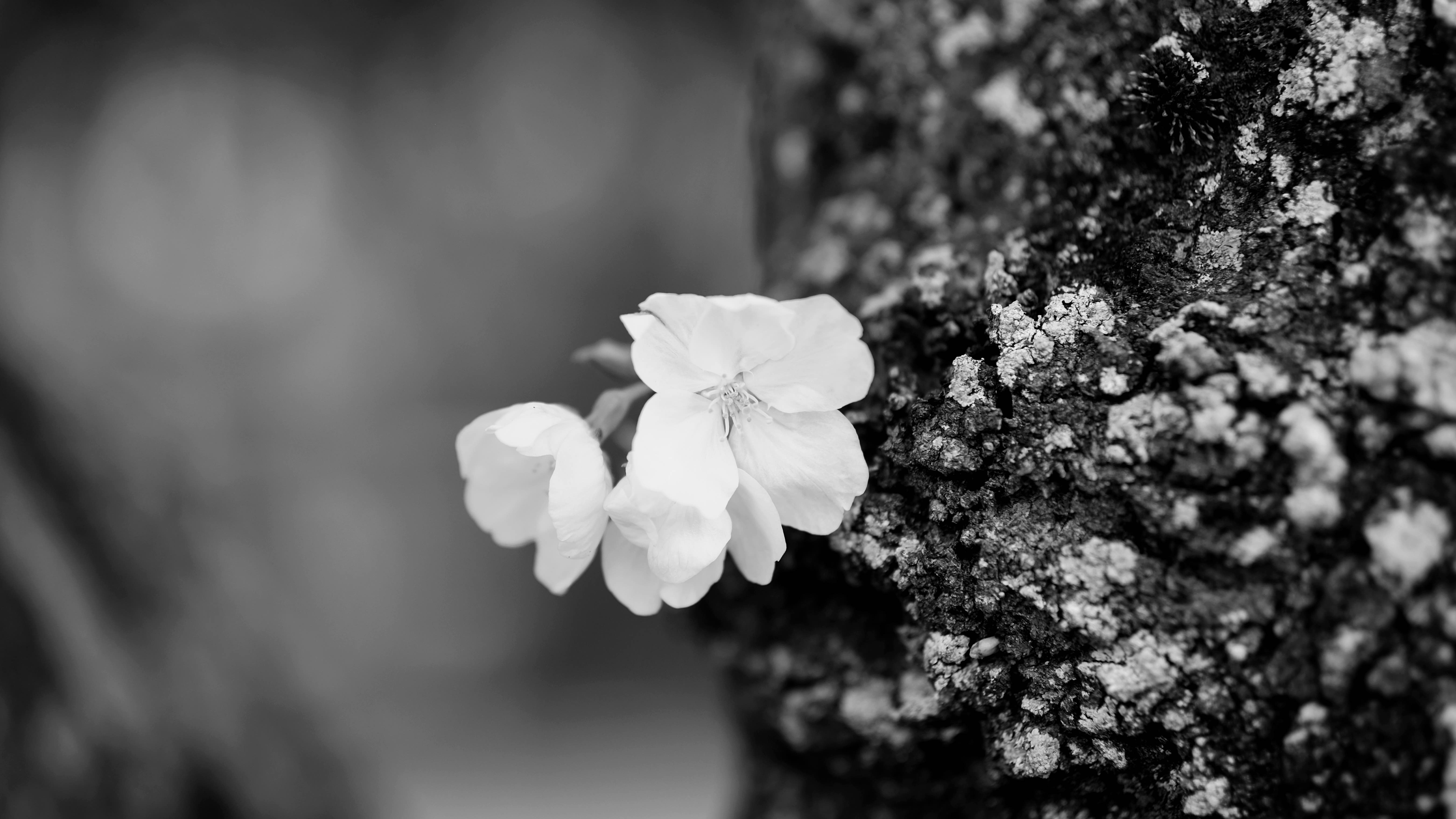 20250329_sakura#1.jpg