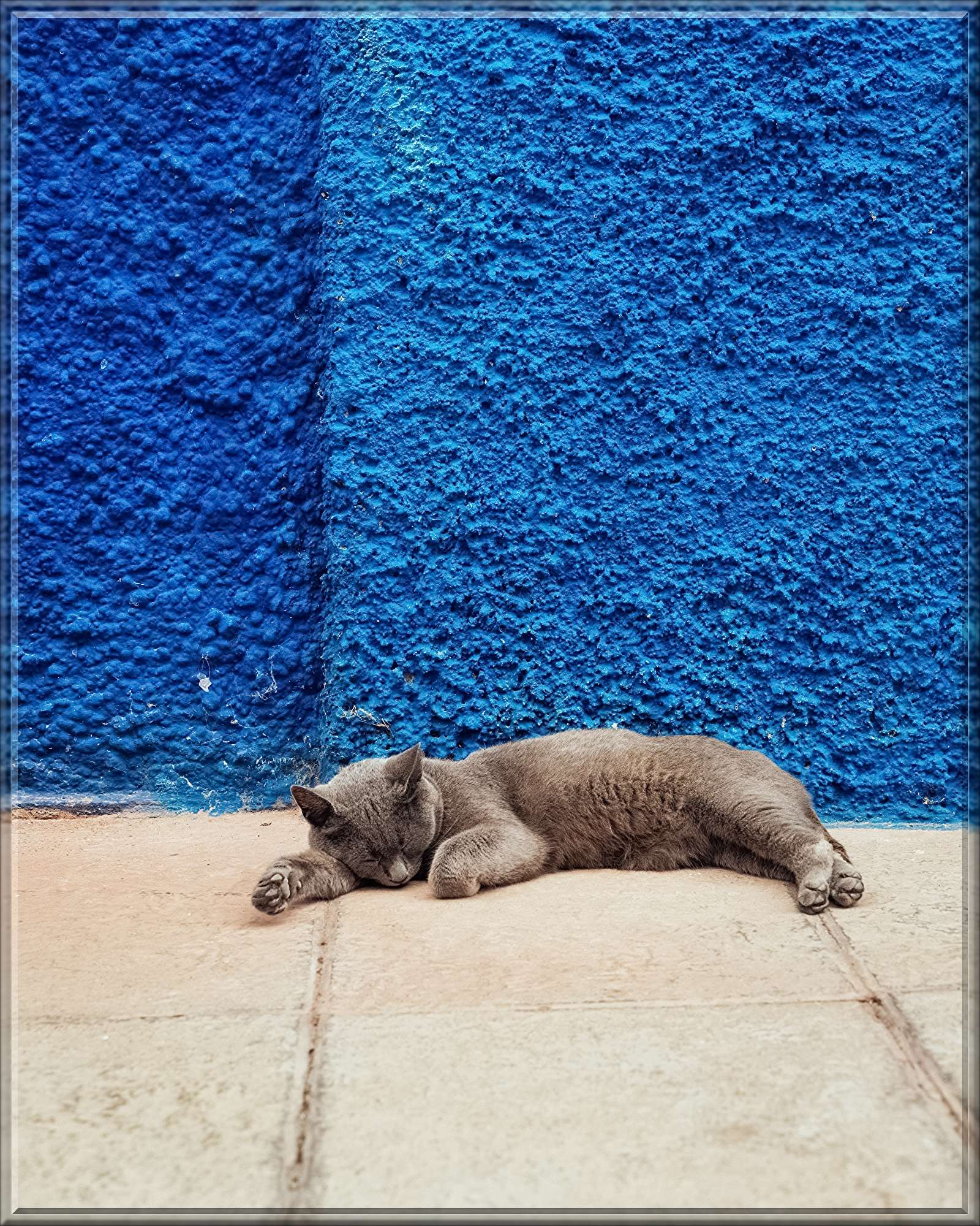 cat-4358985.jpg