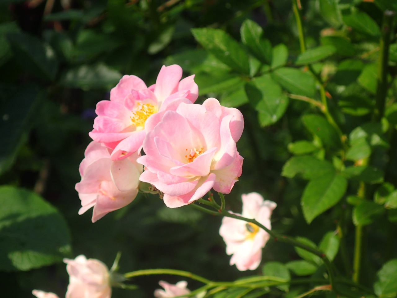 PB170739.JPG