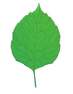大葉　小.jpg