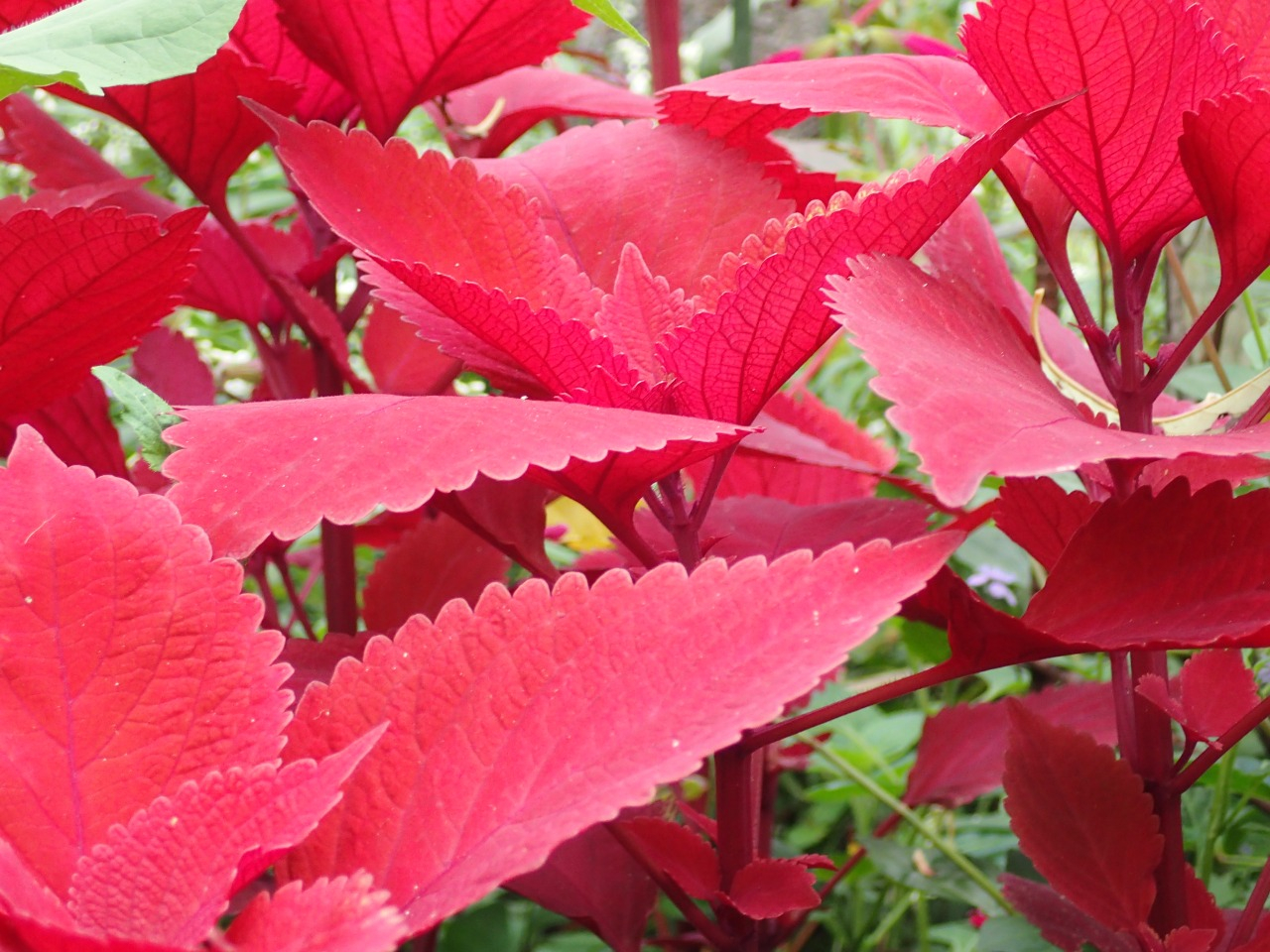 PA120870.JPG