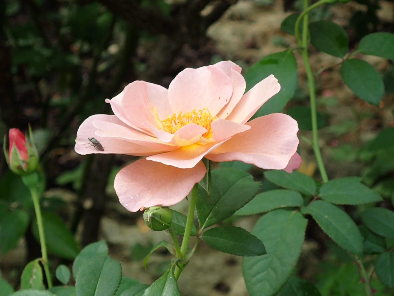 PA121310.JPG