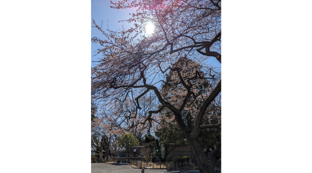 ブログ　2024033 (2).png