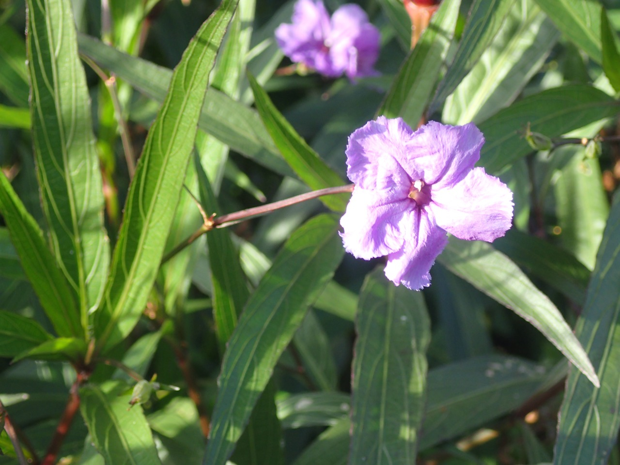 PB170541.JPG