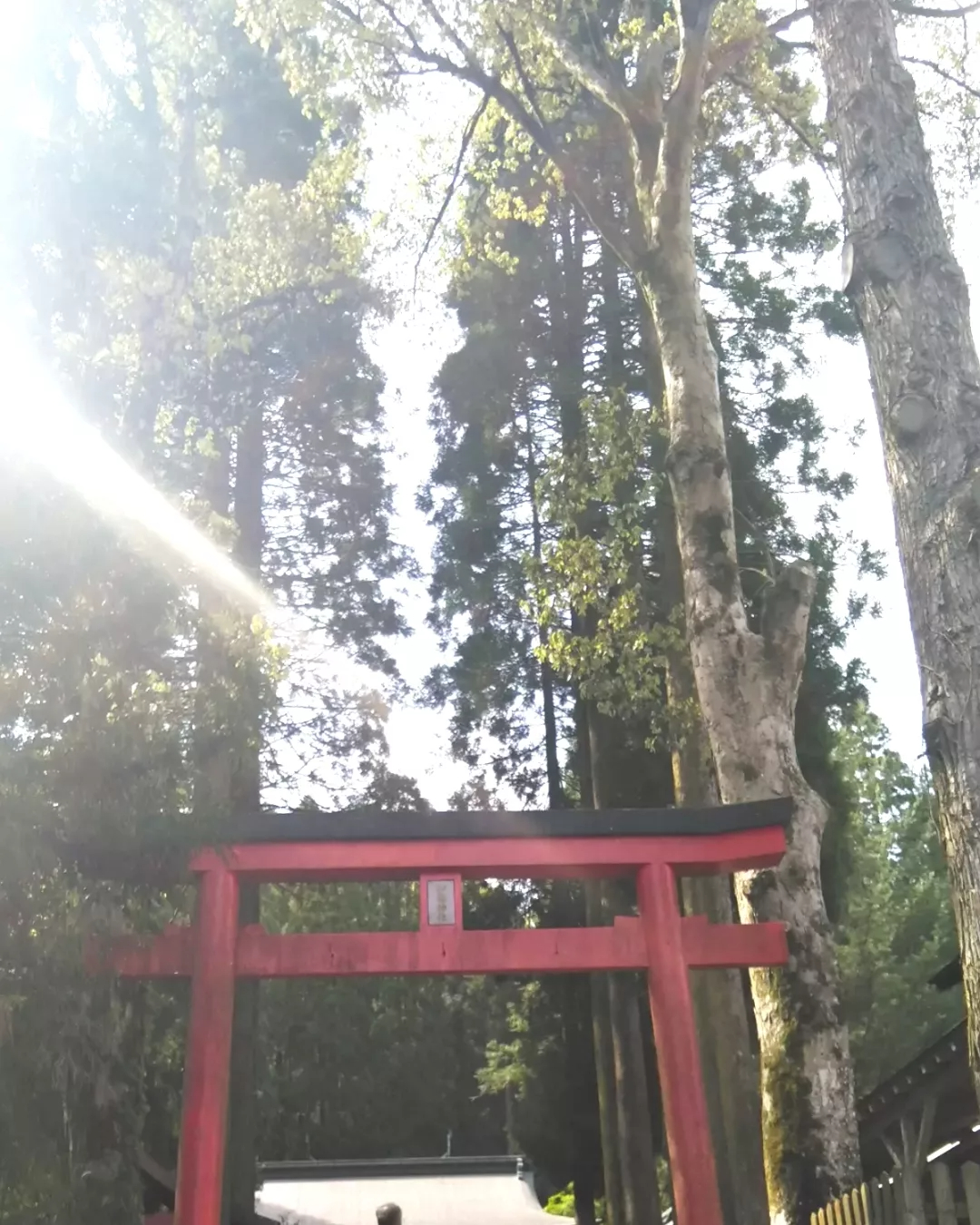 藤の花　鳥居.jpg