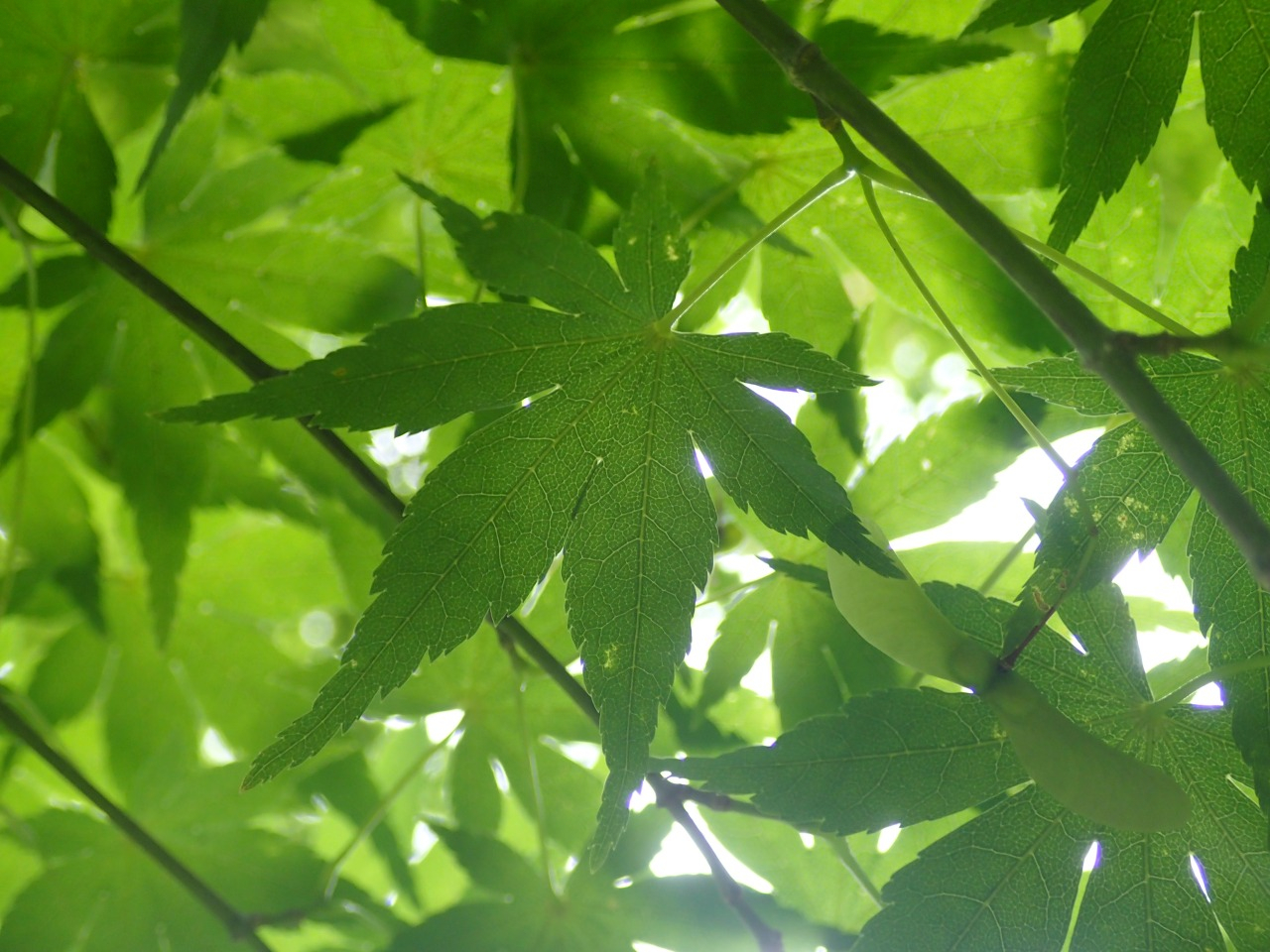 P6100496.JPG