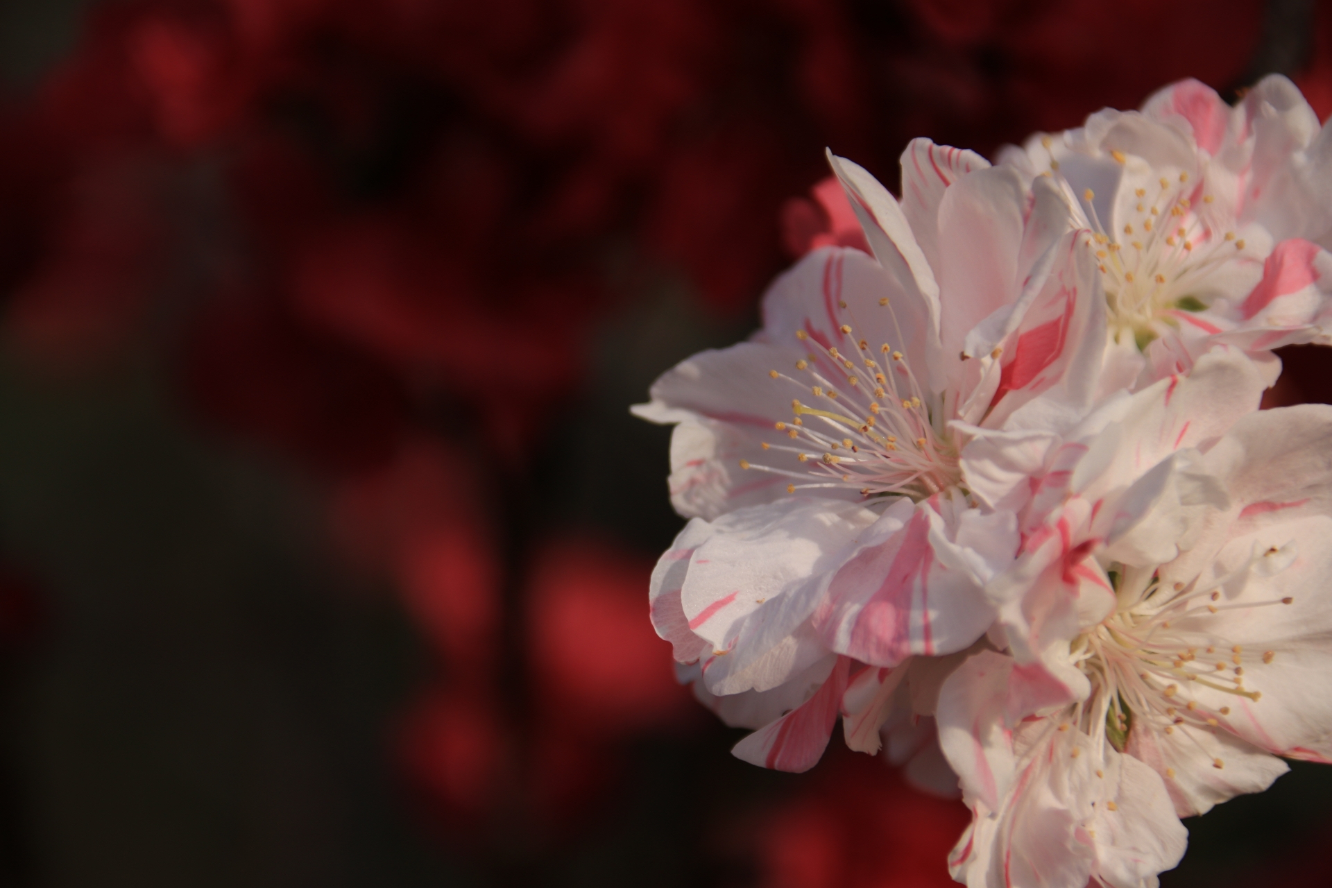 9E5A2342-9DEE-4058-8168-A6D1C3F6A293.jpeg