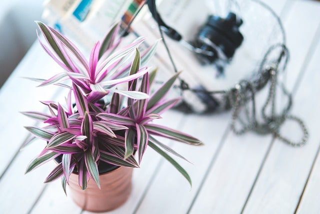plant-g6fb44abca_640-min.jpeg
