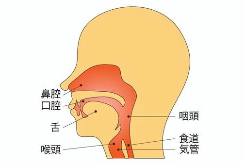 鼻腔・口腔.jpeg