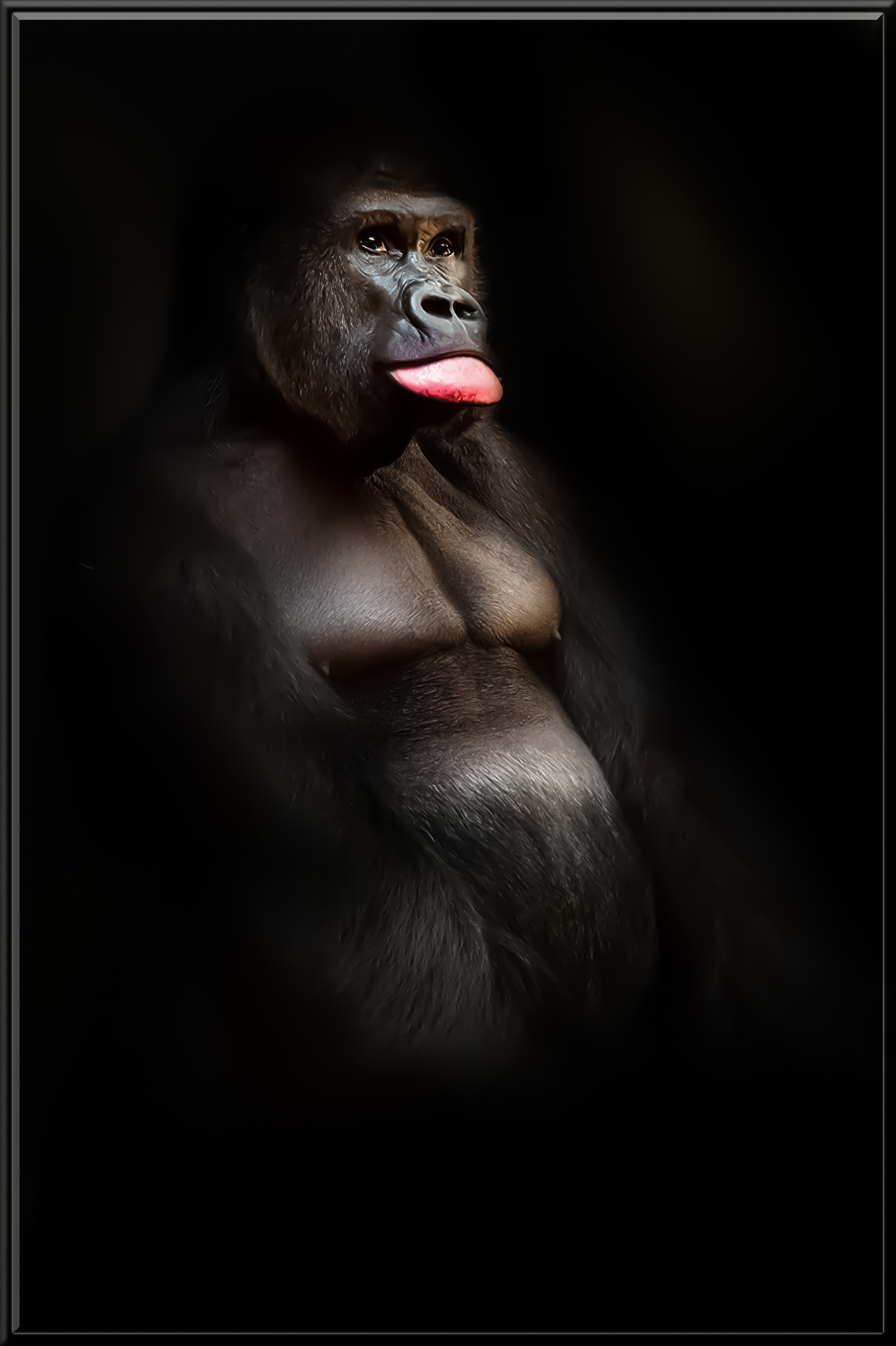 gorilla-3113581.jpg