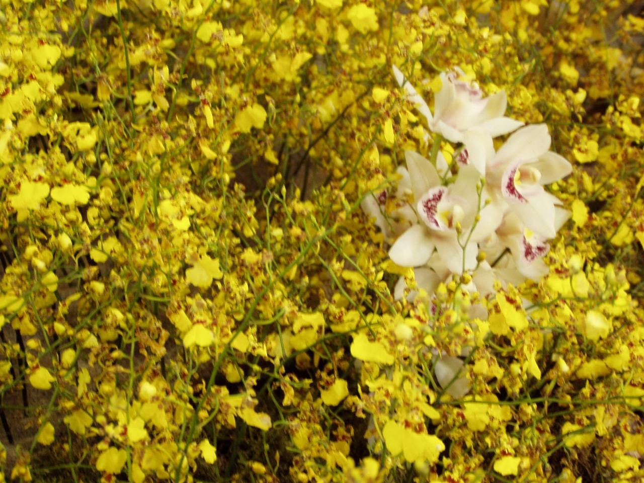 P1010006.JPG