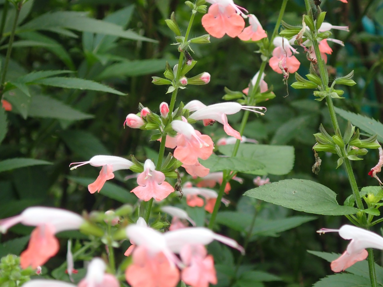 PA260650.JPG