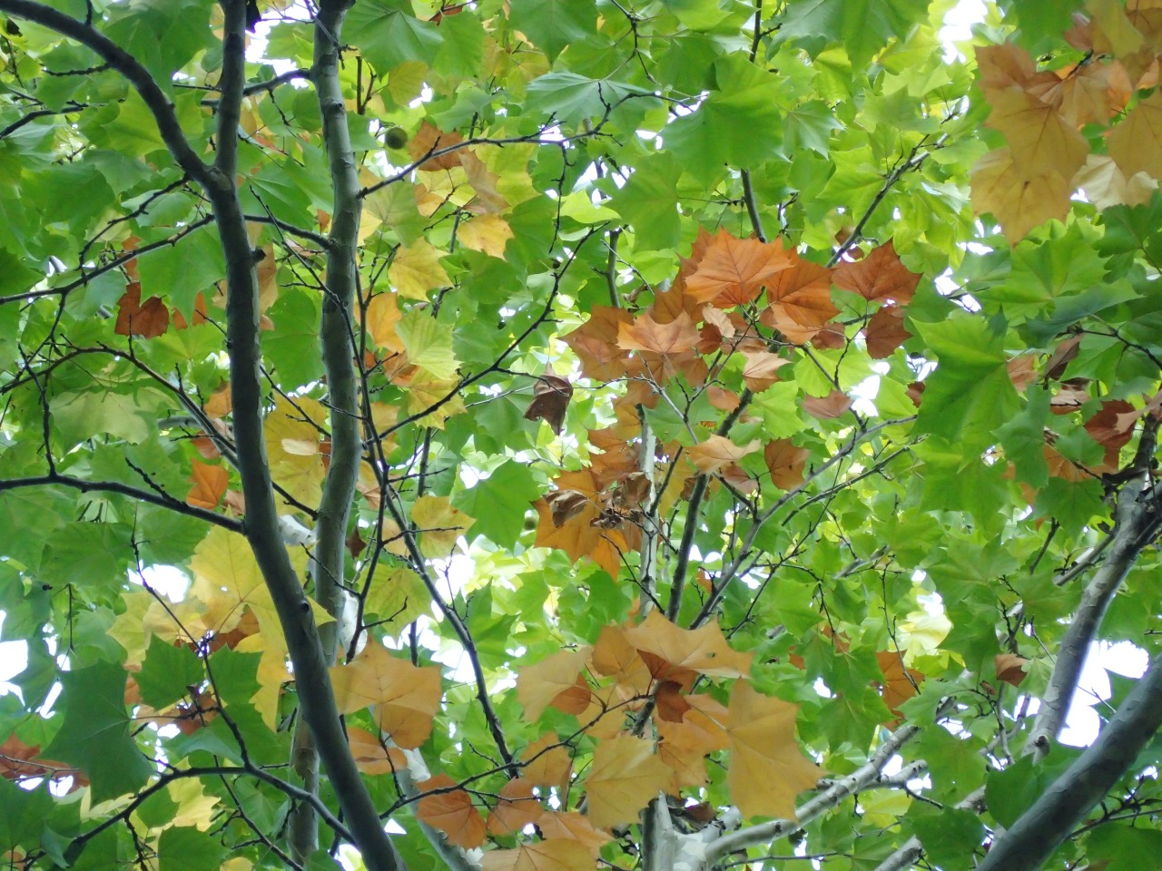 PA221050.JPG