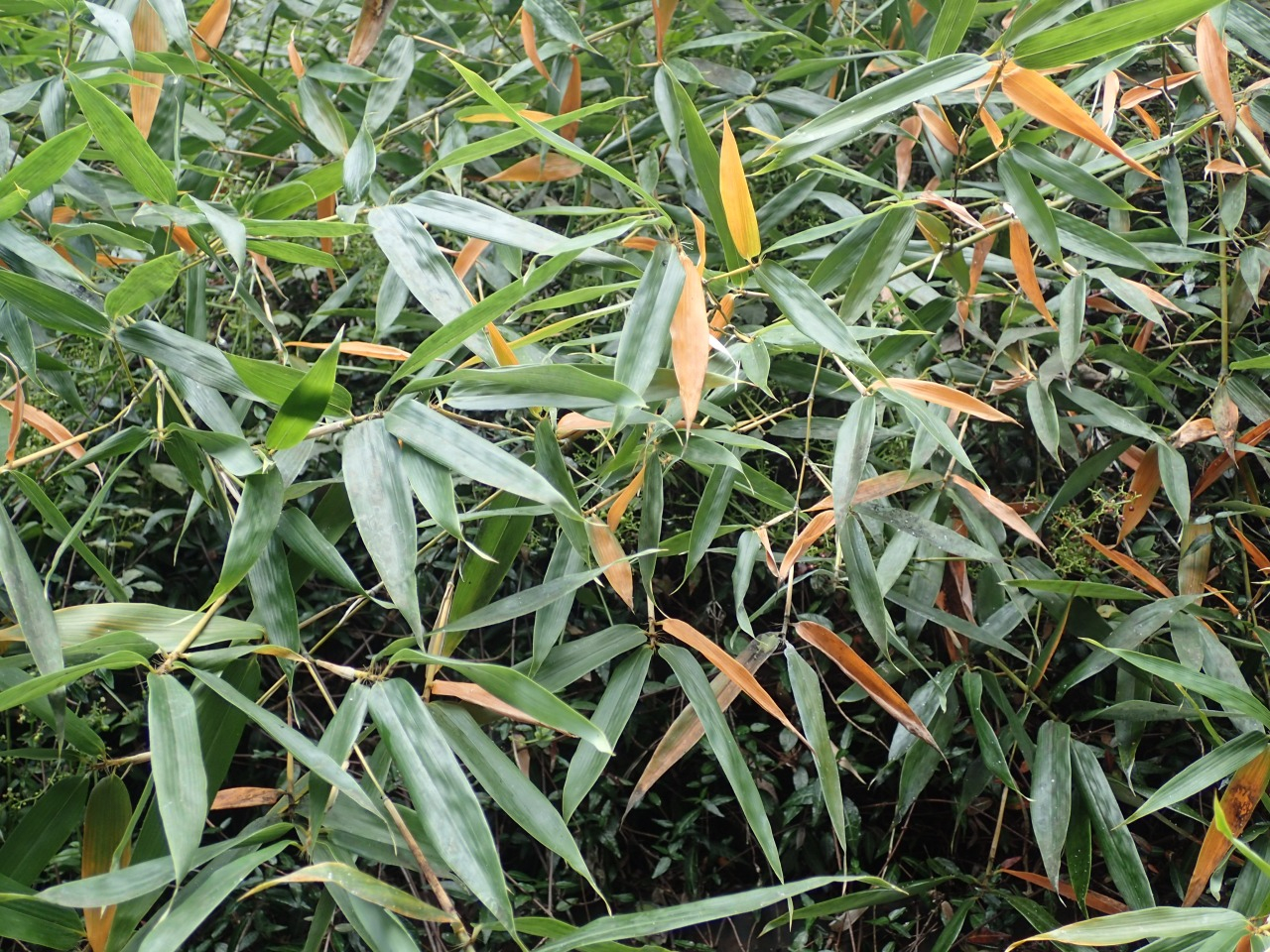 PA290332.JPG
