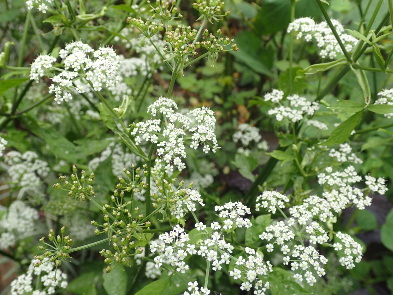 PA260146.JPG