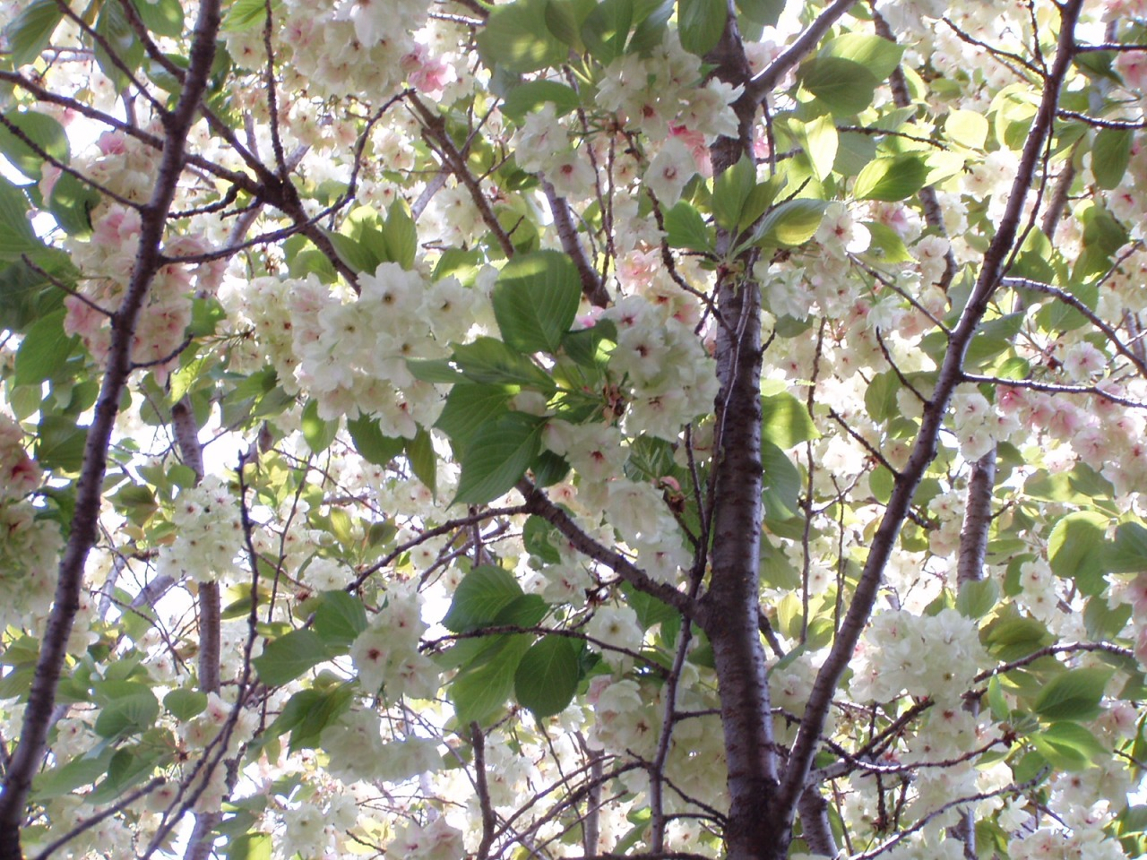 P1010044.JPG