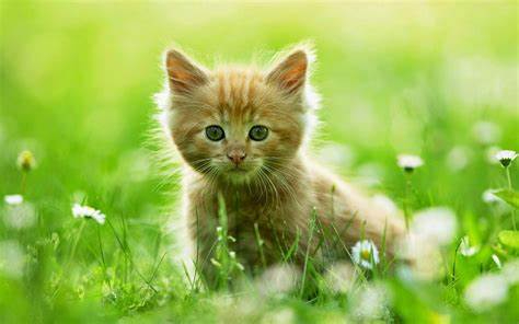 cat1.jfif