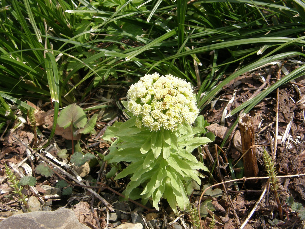 P5040033.JPG