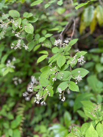 S__15982660.jpg
