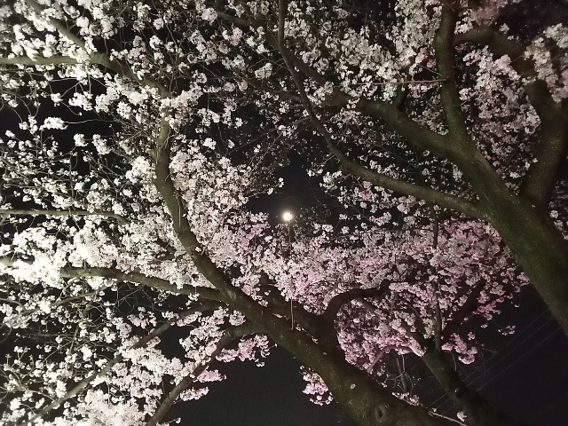 2026年の桜・夜桜3.JPG