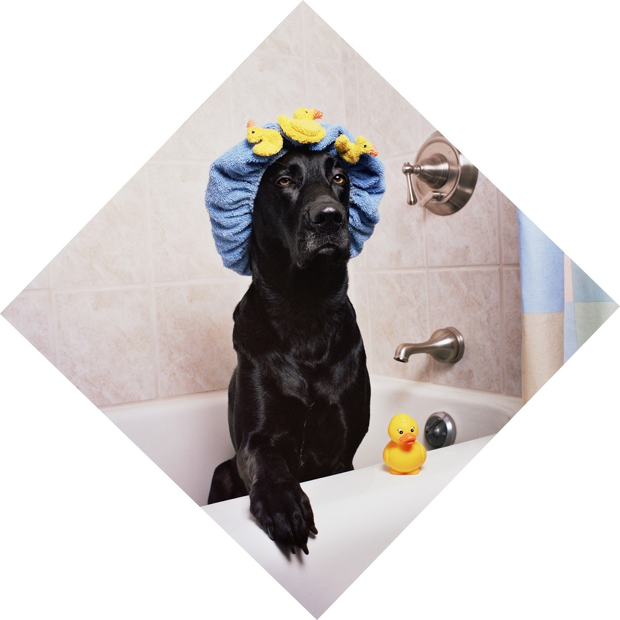 black-lab-1205960_1280.jpg