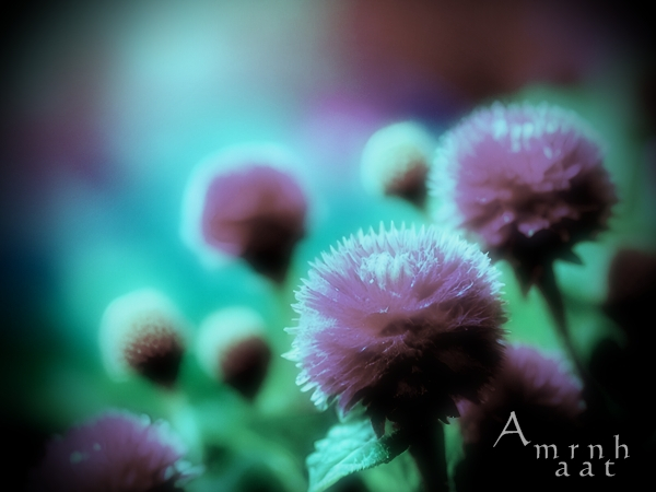 Amaranth・ジャケット.jpg