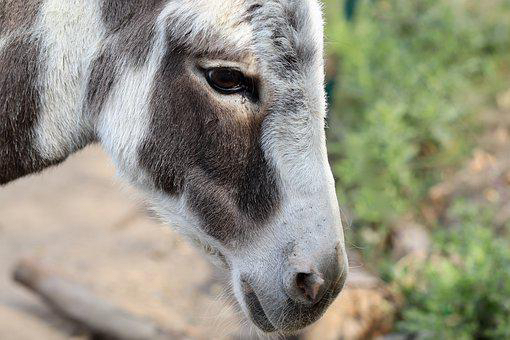 donkey-4496020__340.jpg
