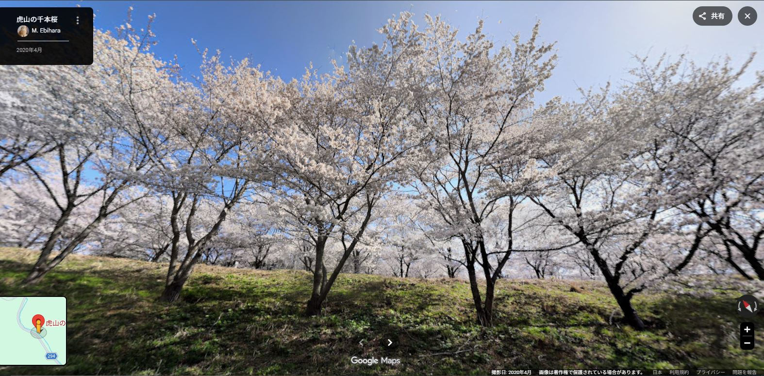 虎山千本桜.JPG
