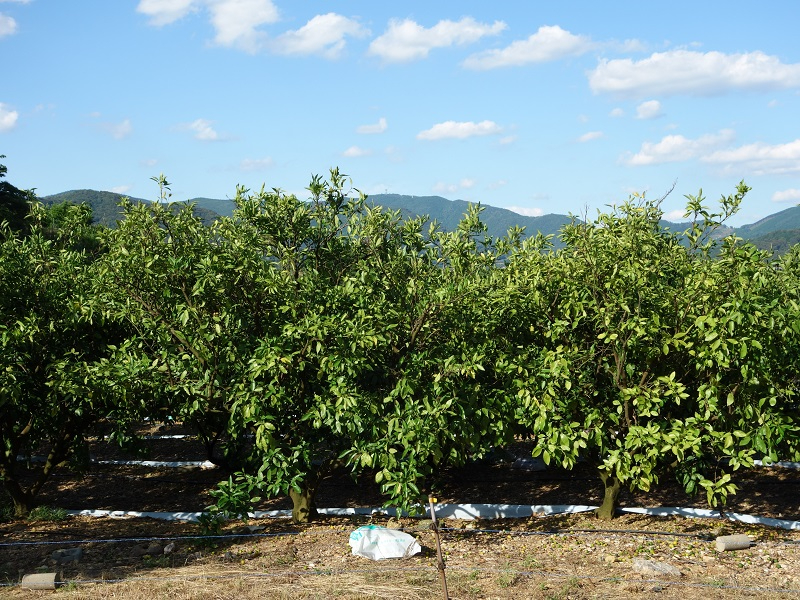 候補　早生みかん　なり疲れ？.jpg