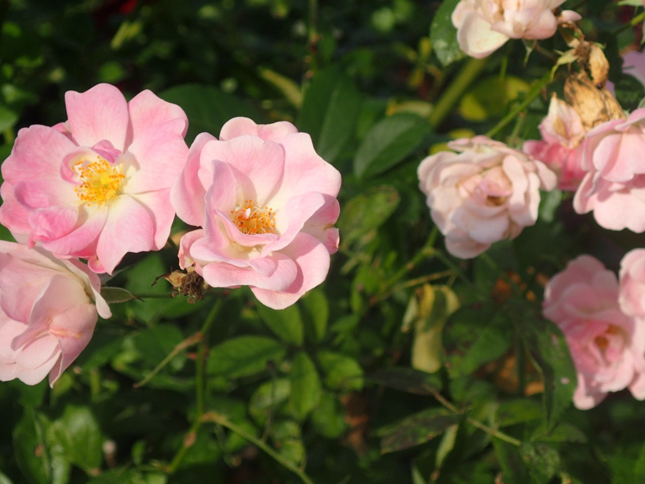 PB170735.JPG
