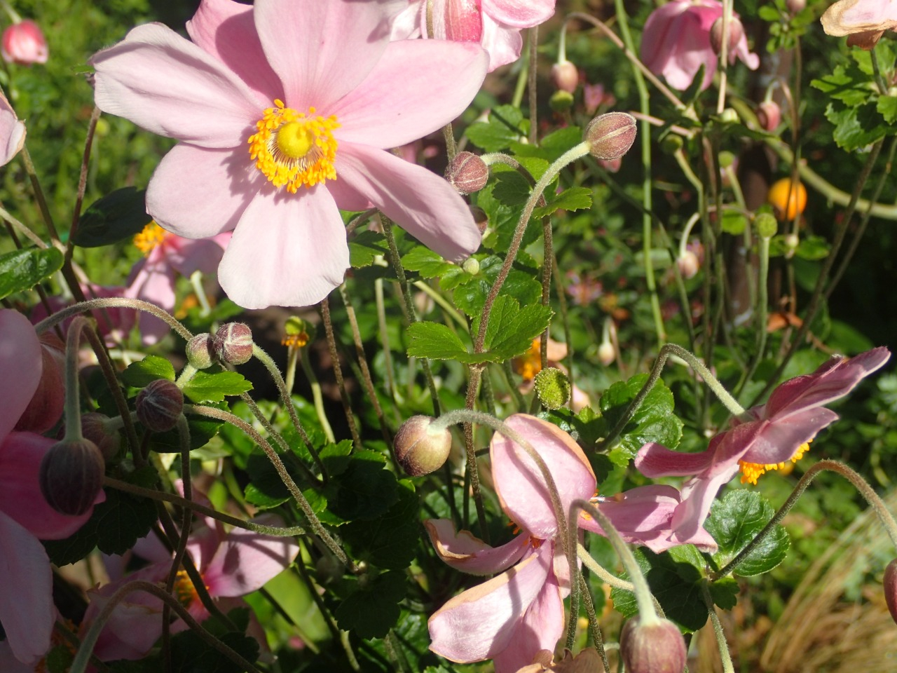 PA120685.JPG