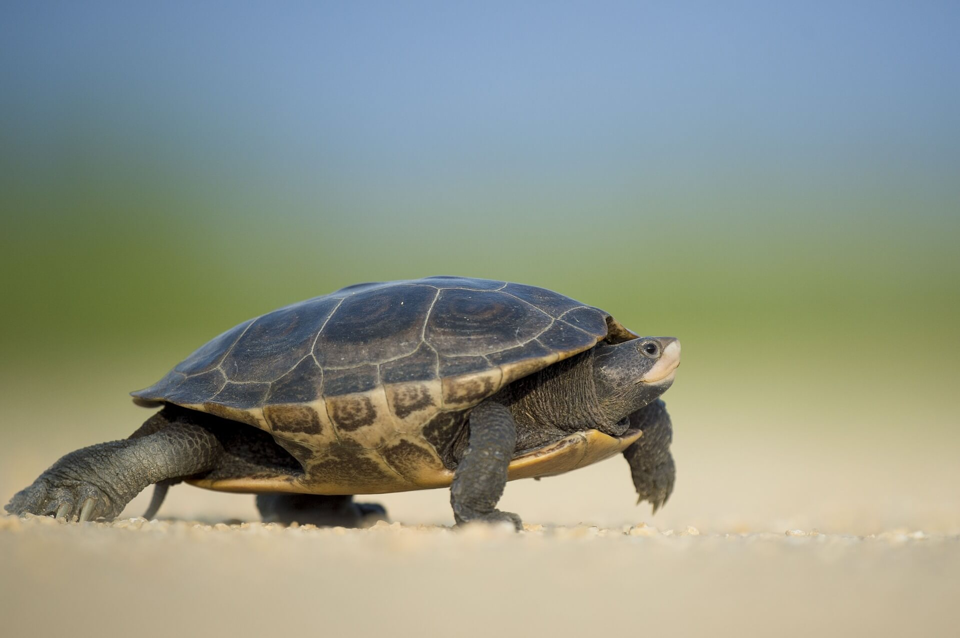 turtle-1850190_1920 (1).jpg