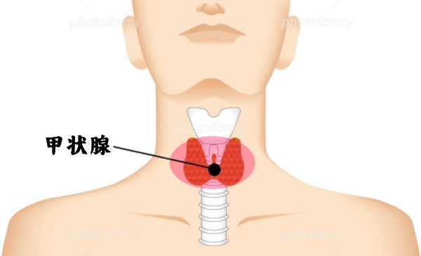 甲状腺.jpg