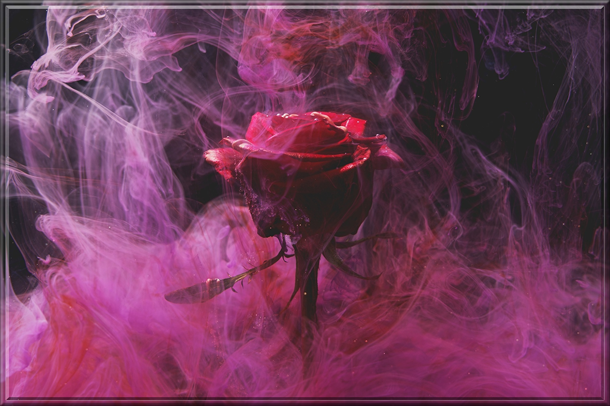 rose-5974372.jpg