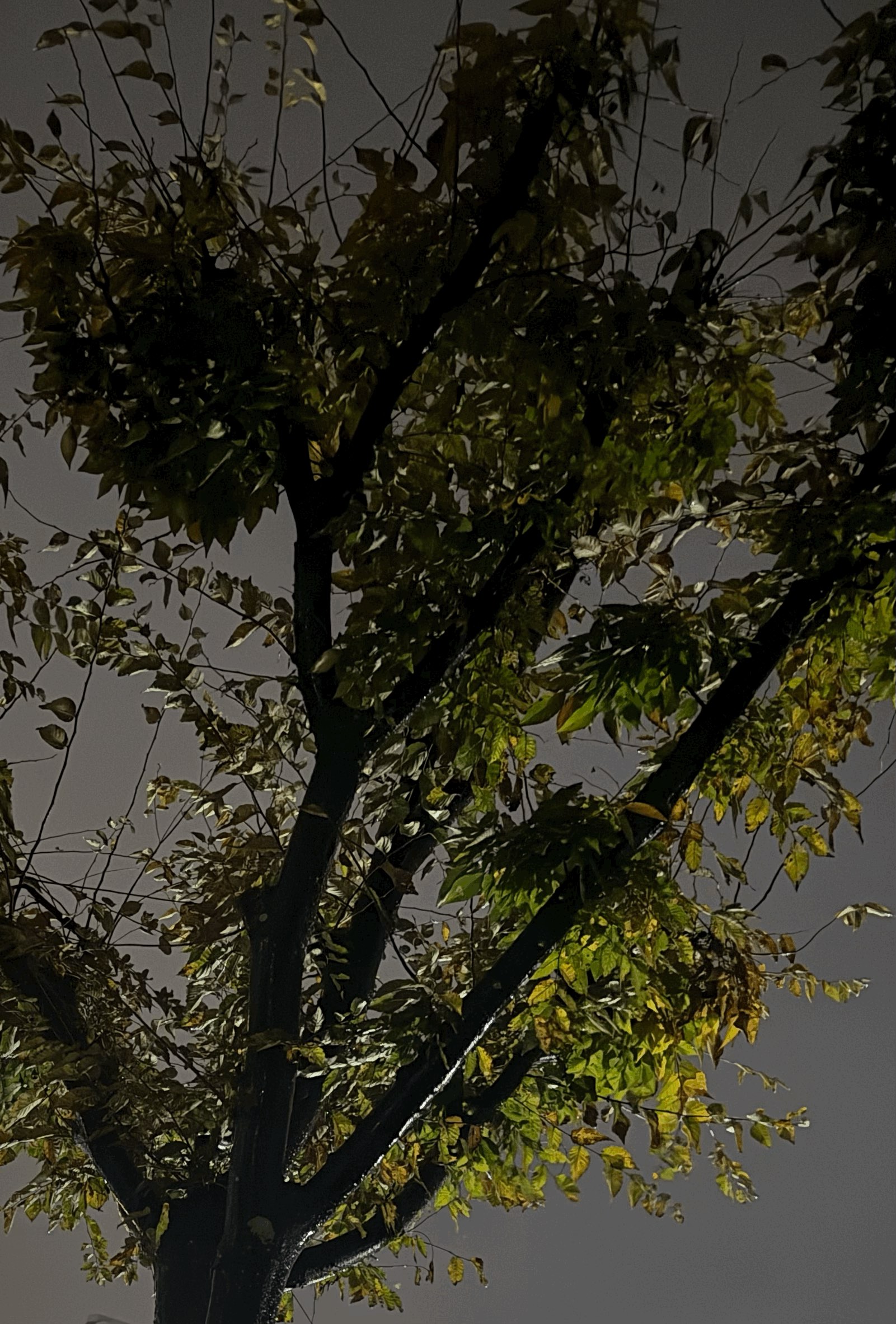 tempImageeF49dc.gif