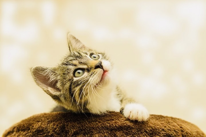猫４.png