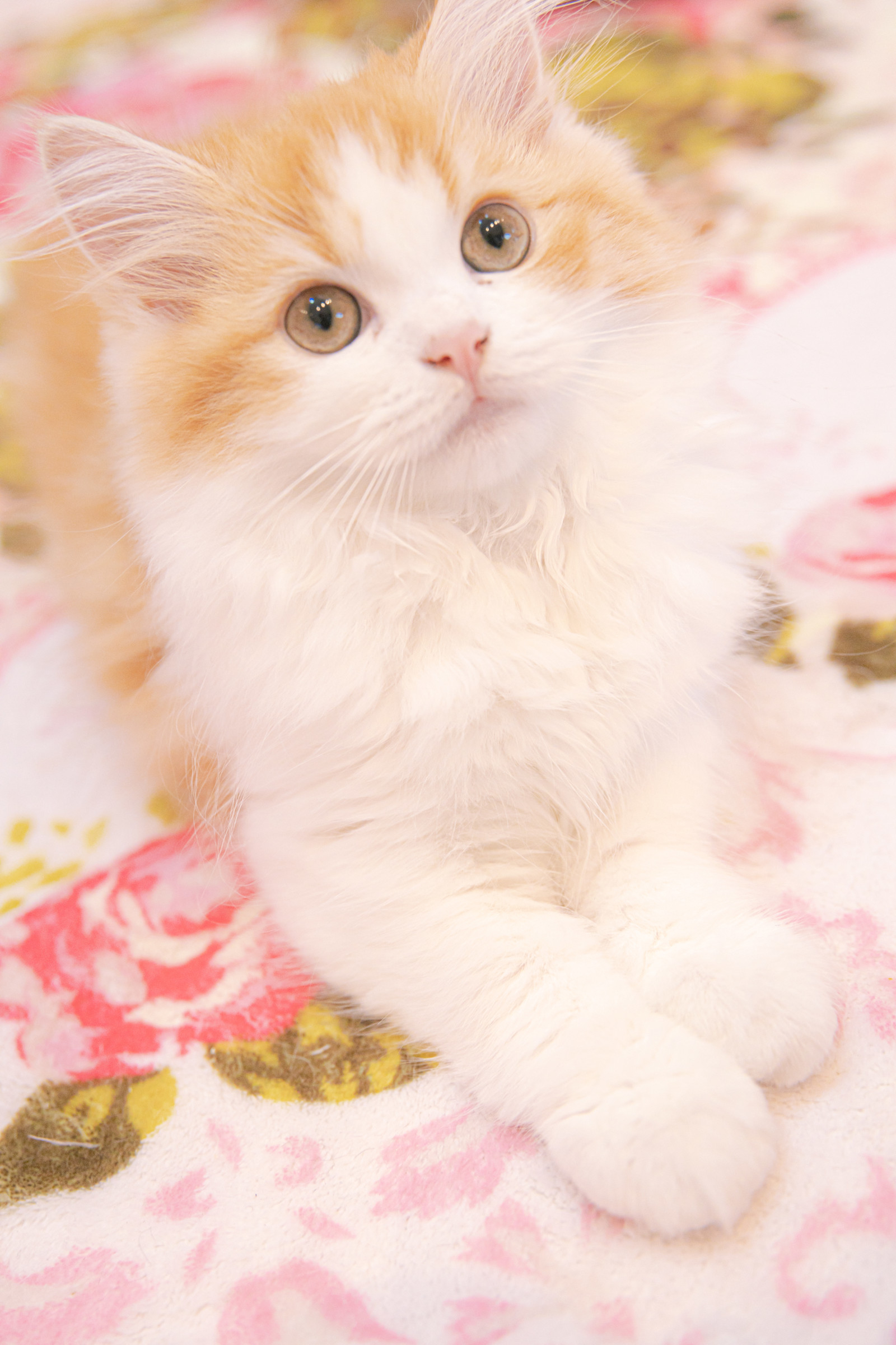 nekocyan458A3344_TP_V.jpg