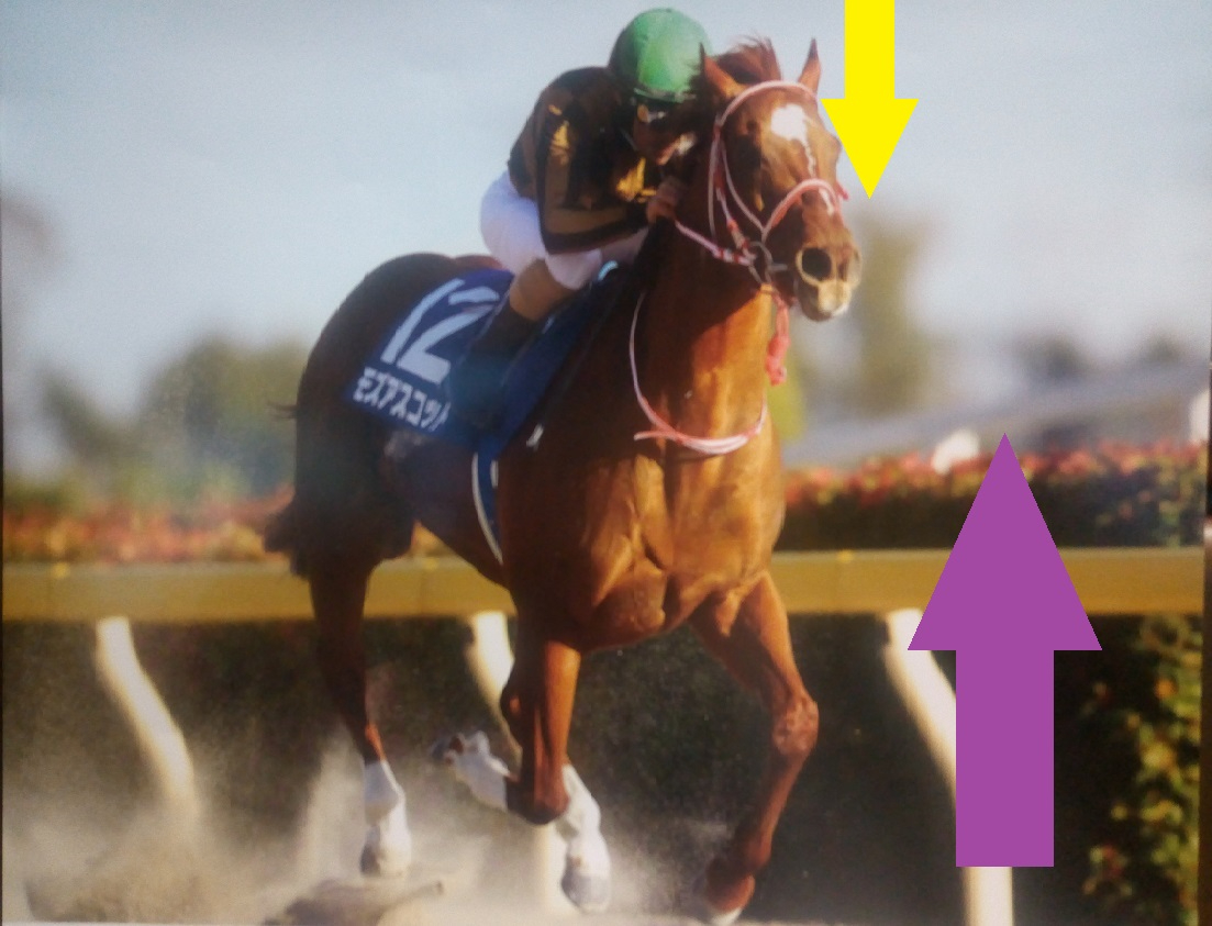 東京新聞杯 きさらぎ賞 関門橋ステークス21 サイン競馬の世界 きさらぎ賞の画像 Jraカレンダー2月 Jraオリジナル壁紙 カレンダー2月のサイン要素を分析 斎藤司 サイン競馬の世界 Coconalaブログ