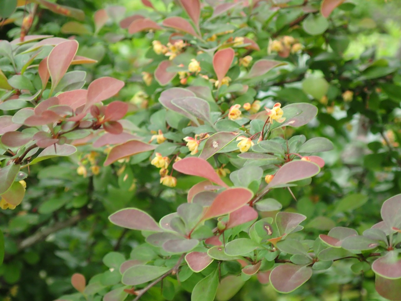 P4270554.JPG