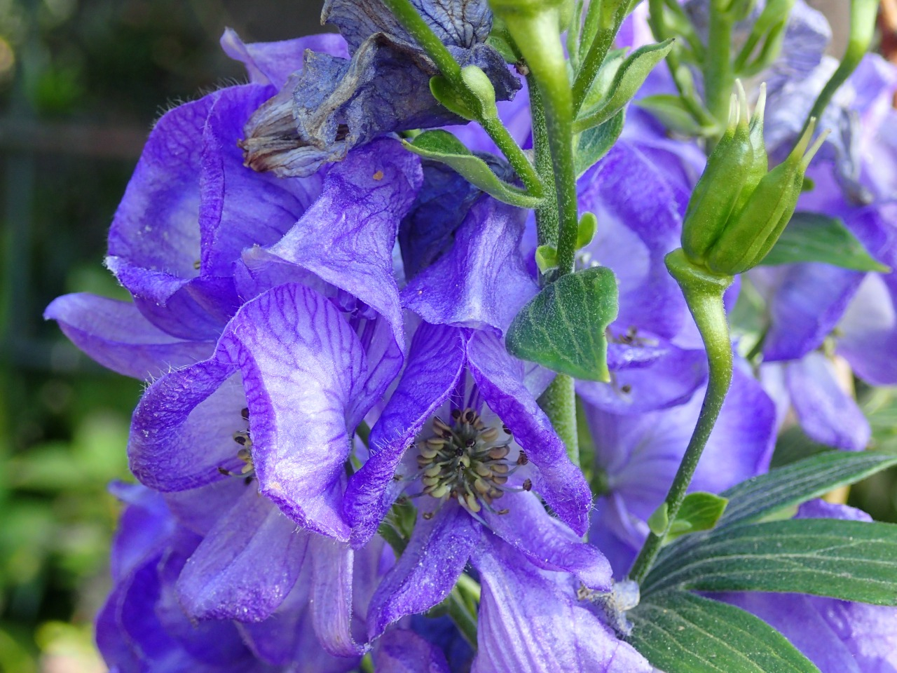 PB160175.JPG