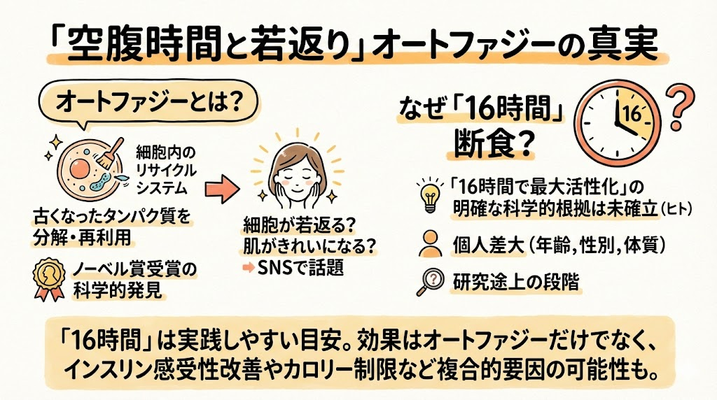 空腹は正義？　「16時間断食」が若返りのヒミツ？　オートファジー信者の真相01.jpg